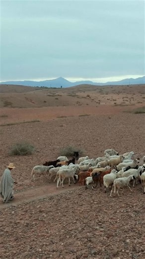 designs of the time fabrics | Azimuth, the new fabric collection by Designs of the Time marks the space between where we stand and what we look toward, inviting us to... | Instagram