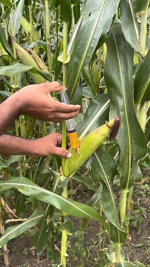 How Groth in 3 day | Daily Fishing Life