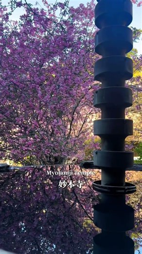 Kamakura Sakura Spots 2026 🌸 Best Cherry Blossom Views at Tsurugaoka Hachimangu & Myohonji