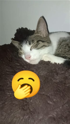 Sleepy Cat Mii?