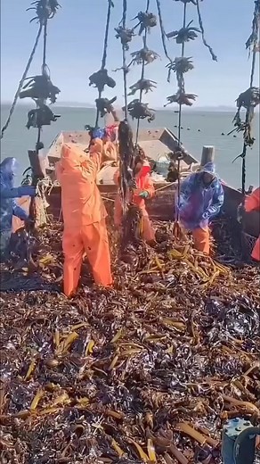 632K views · 3.3K reactions | "Harvesting Seaweed in Deep Seas: A Lucrative Chinese Enterprise" #China #SeaweedFarming #MarineAgriculture #SustainableBusiness #ProteinRich | Fact Mentor | Facebook