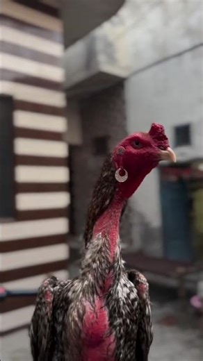 aseel murga #aseelmurga #murga #pakistan #parrot #reels #shorts #viral #aseelfightermurga