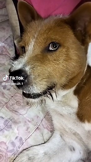 bnyak setan mlam Minggu🗿 #tiktoklive #fypviralシ #meme #masukberanda #lucu_ngakak #tiktokviral #tiktok #capcut #fypシ