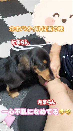 ホホバオイルは蜜の味【犬の成長記録】 #dachshund #ミニチュアダックスフンド