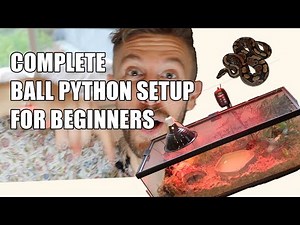 Complete Ball Python Setup For Beginners