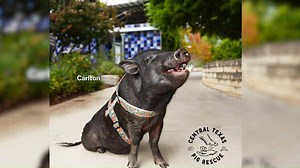 It's hard to believe but 2025 is just a few weeks away and our friends at FVF Law are helping us start the new year off on a PAWSitive note! FVF Law's Caitlyn Macaluso and Dave Hawks stopped by the studio with a sneak peek of FVF's 2025 dog calendar and shared how they're giving back to the community in the cutest way possible. Watch the full story here! https://bit.ly/3OUQBbS | We Are Austin | Facebook