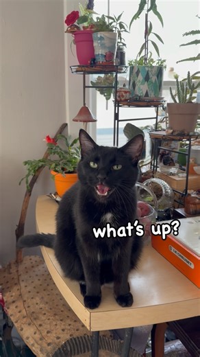 Baba Yaga on Instagram: "Baba answers fan questions: part 11🐈‍⬛🔊 . Baba is a jungle kitty… RAWR!! . Thank you for your questions and compliments @dominique_edis_fan and @i_mahima !! If YOU have a question or compliment for Baba, please comment! He WILL answer you, hehe . I do have quite the backlog of questions and comments, but Baba will get to all of them! Don’t worry🥰 We love our BabaYaga community and are so thankful that you love our sweet babies as much as we do! THANK YOU! . And omg, y