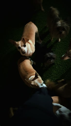 Love this view 🐾🖤 #fluffsandfriendsrescue #rescuedog #dogsoftiktok #dogs