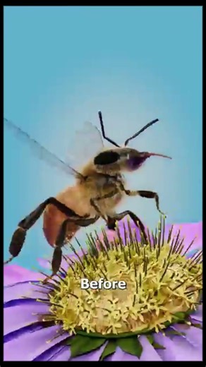 How Bees Make Honey 🤔
