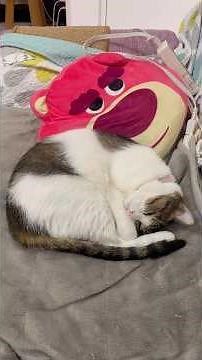 2025年12月24日 【#猫】シッポのももちゃん