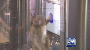 Lincoln Park Zoo snow monkeys dabble in computer research