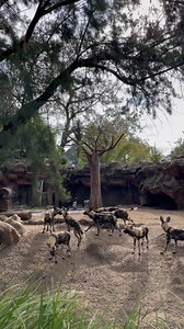 13K views · 383 reactions | Muchos los confunden con hienas pero son perros salvajes africanos. Viven en manadas que generalmente están dominadas por una pareja reproductora monógama. Las interacciones sociales son comunes y los perros se comunican por contacto, acciones y vocalizaciones. ¿Ya los conoces? Te esperamos en el Zoo de martes a domingo de 9am a 4pm. | Parque Zoológico Nacional La Aurora | Facebook