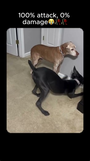 He did everything to avoid contact but still annoying him😭🥀🥀