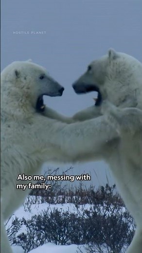 Polar bears have...interesting family bonding practices 🐻‍❄️ #HostilePlanet #NatGeoAnimals