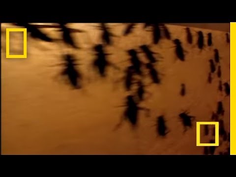 Insect Candy | National Geographic