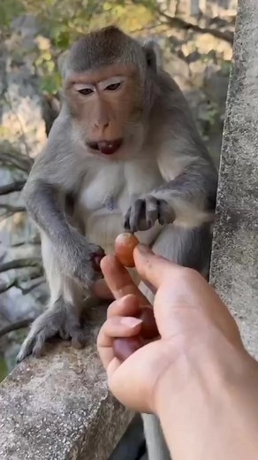 Very Funny Monkey Reels 😂🤪 #funnyreels #monkey #reel #viralreels #comedy #trendingreels #viral #facebookreels . . . #reels #babymonkey #monkey #monkeys #MonkeyLife #monkeylove #monkeyface #adorablemonkeys #reelsfb #animalvideo #animal #fyp #funny #foryou #reelsviral #reelsvideo #reels2024 #viral | monkey funny comedy
