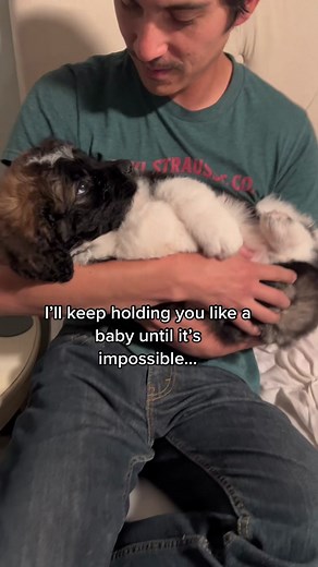 Meet Moony: The Adorable Saint Berdoodle Puppy!