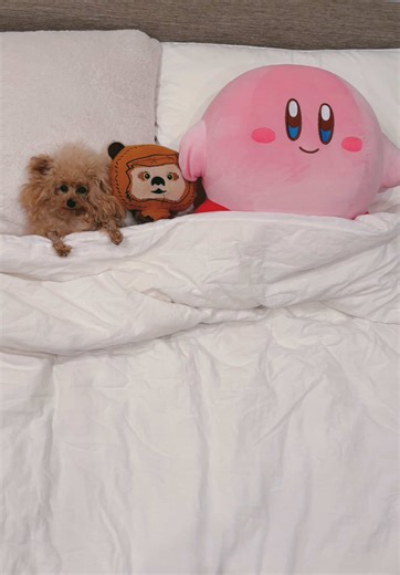 ねむきゅん太郎物語り😪☁️🩵 #ビッケ #ミニミニトイプードル#ミニミニtoー倶楽部#毎日ハッピー倶楽部#かーびliん太郎 #sleep #sleeptime #寝相 #癖強め #pet#petlovers #可愛いの天才 #可愛いが更新中 #マイメン#相棒#あいbo゚ードル #toypoodle#poodle#dog#トリマーの犬#トリマー#仔犬#サロン#犬のいる暮らし #癒し#親バカ#可愛い犬##癒し犬#癒し#飼い主#平和