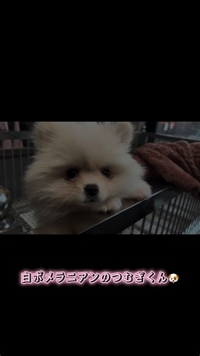 ほのぼのかわいい日常曲 - すもちを使っているつむぎ (@pome.tsumugi)の動画