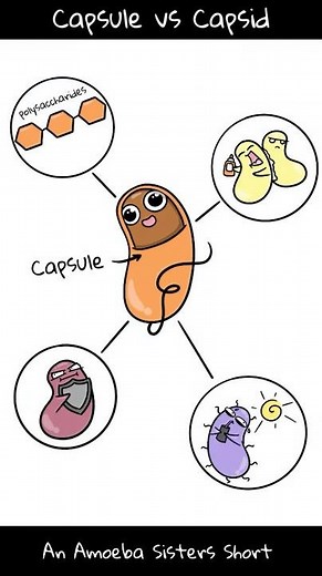 Differences Between a Bacterial Capsule and Viral Capsid - Amoeba Sisters #Shorts