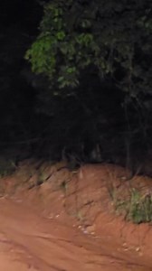 🐆 Encuentro nocturno en Misiones 🐆 Un ejemplar de tirica (Leopardus guttulus) fue observado en una senda rural de Comandante Andresito. El pequeño felino, característico de la selva misionera y de costumbres nocturnas, se escondió en el monte tras atravesar la zona. Si lo ven no le hagan daño es un felino 🐅 mediano, es parte de la naturaleza. 🌿🌿🌿🌱🌱🌱 | Coherencias Misiones