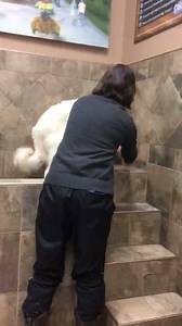 16K views · 1.7K reactions | Encouragement creates success, force creates fear. Blind Dog Pal can do anything if he's given proper guidance. | Smiley | Facebook