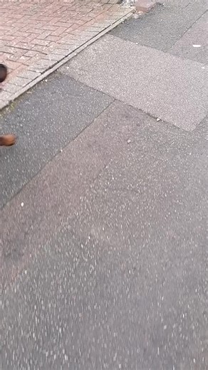 Cute Rottweiler Moments: Live Banter and Fun