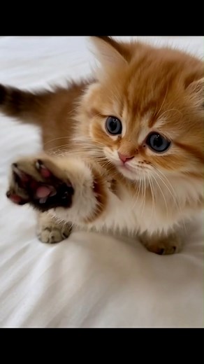 14K views · 1.5K reactions | Small Paw, Big Love Moment 殺 | Cat and Dog Love | Facebook