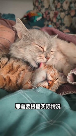 Understanding Chronic X in Cats: Vaccination Myths & Newbies' Guide