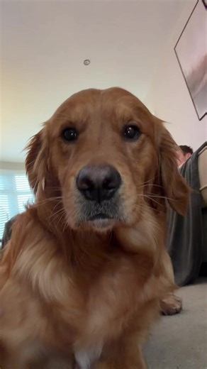 The Joyful Life of Golden Retrievers