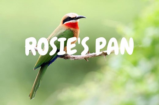 Rosie's Pan Cam - Africam LIVE Cam