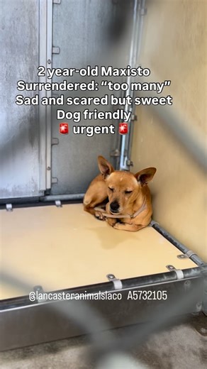 Maxisto is only two years old, a tiny Chihuahua lost his whole world when her was surrendered due to his owner having too many pets. now he sits in his kennel quietly, a little sad but still so gentle. He’s been kenneled with other dogs and has been friendly the entire time. #A5732105 He is urgent and on a 72-hour notification. Please share to help him find the safety and 💕 he deserves. 🏡 Address: 5210 West Ave. I, Lancaster, CA 93536 ⏰ Open: Monday – Saturday, 11 AM – 5 PM 📧 Email: ACCLancas