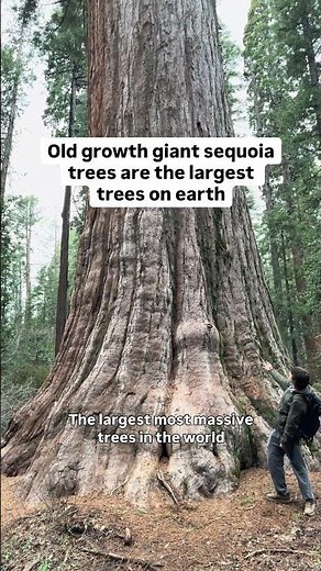 Protecting The Largest Trees In The World - Giant Sequoia Trees