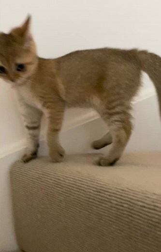 Playful Kitten Explores Beige Carpeted Stairs