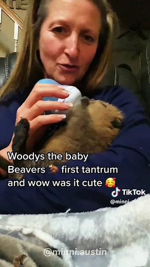 Cute Beavers and Angry Kittens: A Fun Animal Mashup