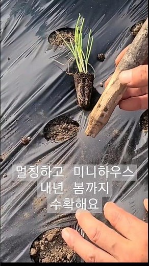 Kimchi green onions/Green onions can be planted and harvested from fall to spring next year #Grow...
