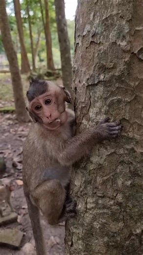 4.1K views · 157 reactions | Clever baby monkey Shavara climb tree to eating | Monkey Care | Facebook