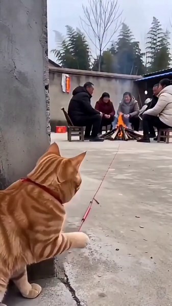 cat videos for cats to watch! #shorts #comedy #funny #cat