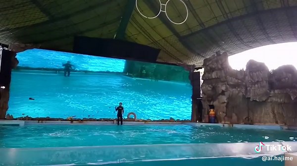 Dolphin Show: Trainer Interacts with Amazing Dolphin