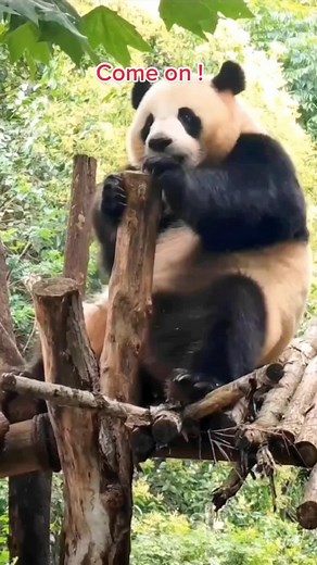 Everybody move with me! #panda #Animals #gymnastics #cute #dance