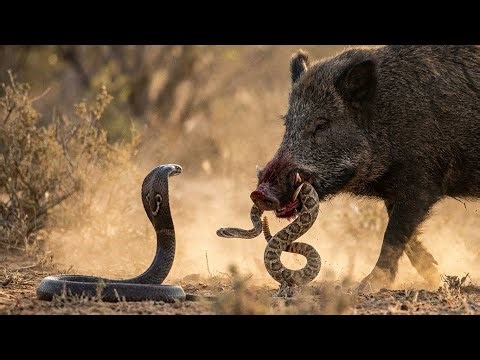 King Cobra vs Wild Boar: When the World’s Deadliest Snake Meets Nature’s Tank