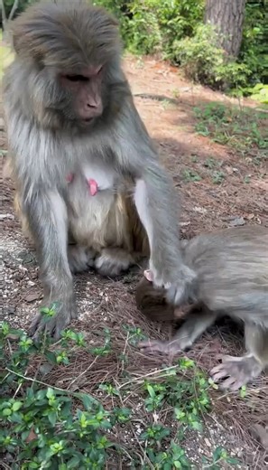 Mother monkey block milk for her kid. | XuanZhi