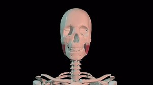 This 3d animation shows the masseter muscles in full rotation loop on human skeleton