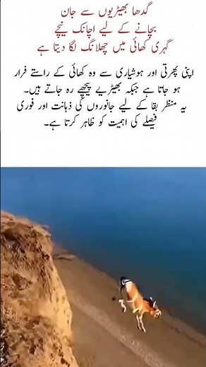 Donkey Escapes Wolves by Jumping into a Deep Valley Survival Instinct. #nature #nature #fy #shorts