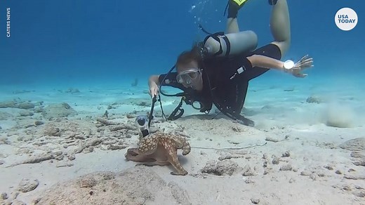 'Grumpy' octopus attacks diver's camera