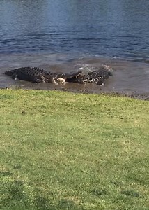 Alligator 🐊 versus alligator 🐊 part two | Gavin Gordon