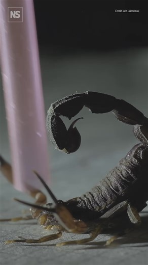10K views · 70 reactions | Newly identified scorpion species ‘spits’...