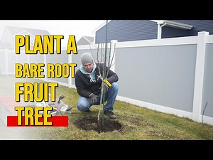 How to Plant a Bare Root Pear Tree | Backyard Gardening for Beginners