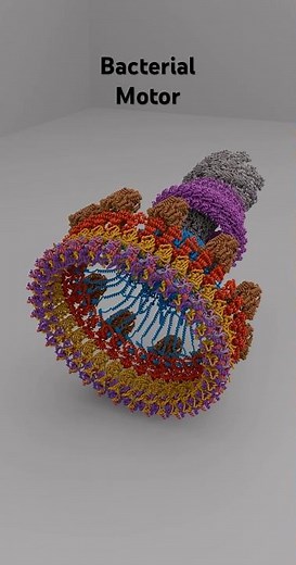 Bacterial flagellar motor #animation #science #new