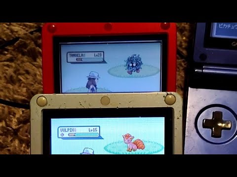 Shiny hunting vulpix and tangela. Is this the finale of shiny hunting live?